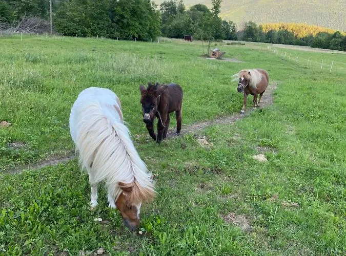 Bandaron コバリード